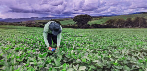 No campo experimento avalia impacto do Gesso Agríciola na Universidade de Lavras.